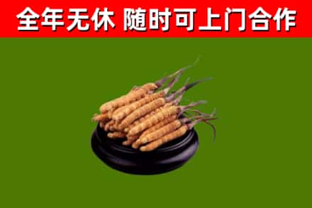 霍州市回收散虫草